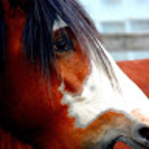 Meet your Posher, Jarrett - Picture 1 of 1